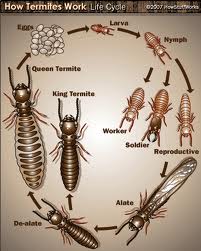 Termites, schmermites.