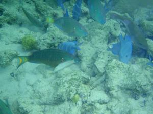 Swimming with the Fishies