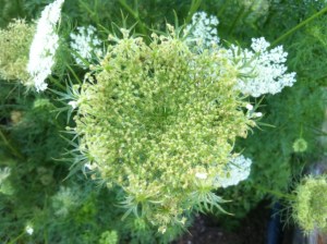 Such an Awkward, In-Between Stage