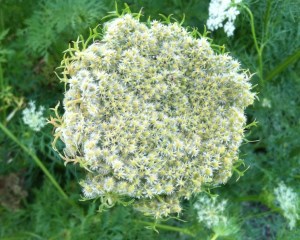 This hardly looks like a flower cluster any more