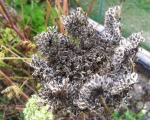 Carrot Seeds. NOT Alien Bugs.
