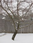 Here's the peach tree, very sensibly NOT budding during a recent snowfall.